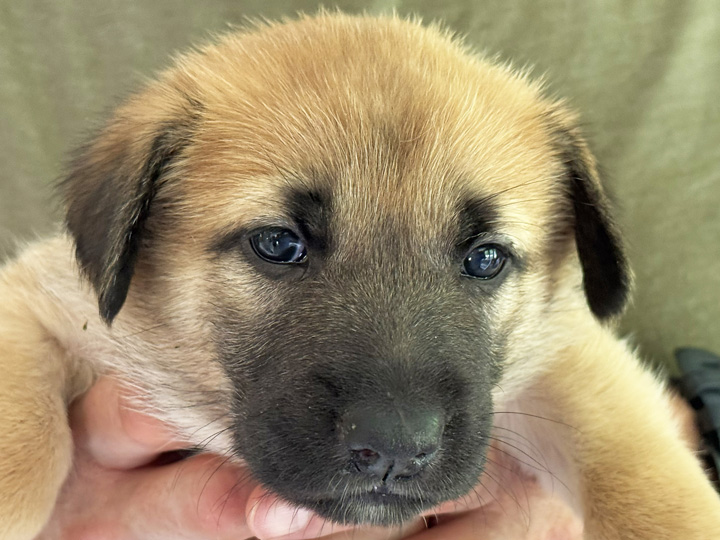chinook puppy